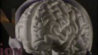 Aggression Violence and the Brain [upl. by Utimer]