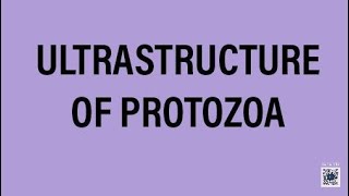 ULTRASTRUCTURE OF PROTOZOAMSC ZOOLOGYBSC ZOOLOGYUPSC ZOOLOGYIFS ZOOLOGY [upl. by Brick]