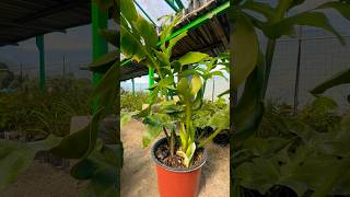 Philodendron Distantilobum plants [upl. by Schach]