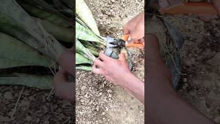 how to report plants repotting plants garden gardening [upl. by Bartolemo]