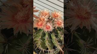 Candy Barrel cactus Ferocactus wislizeni poppin super shiny flowers [upl. by Mosley905]