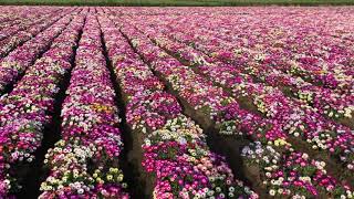 Mesembryanthemum Mixed flower seed production 2021  Biocarve Seeds [upl. by Dinnie]