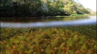 Footage from the Rio Sucuri  a karst stream habitat in Mato Grosso do Sul Brazil [upl. by Regazzi]