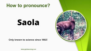 How to say Saola in English correctly [upl. by Eilyw760]