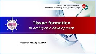 02 General embryology Tissue formation in embryonic development [upl. by Way]