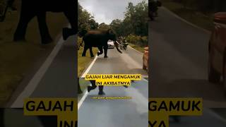 Gajah Liar Mengamuk‼️Ini Akibatnya gajahliar gajah [upl. by Idolah]