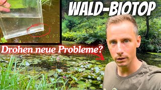 Positive Entwicklung im WaldBiotop Aber droht ein neues Problem [upl. by Ezitram]