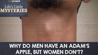 Why Do Men Have an Adams Apple But Women Dont [upl. by Mailand]