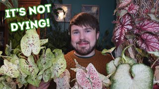 Caladium Winter Care Updated  Caladium Plant Haul amp Buying Tips 6 Varieties [upl. by Grishilde]