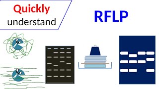 RFLP  Restriction Fragment Length Polymorphism [upl. by Ekal]