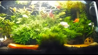 10 Gallon Overstocked Community Tank [upl. by Readus487]