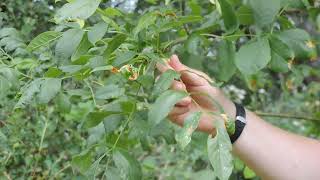 Plant Speed Dating  Oregon Ash Fraxinus latifolia [upl. by Bergen]