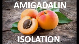 HOW ISOLATE AMYGDALIN TO APRICOTS SEEDSncchem [upl. by Pacificia643]