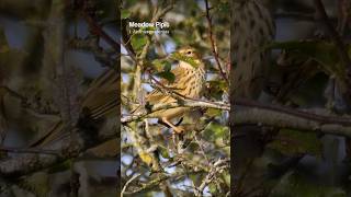 Meadow Pipits are beautiful Autumn birds shorts [upl. by Eihtak]