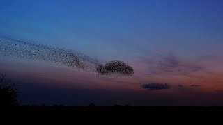 Starling murmuration [upl. by Auburn]