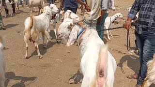 Dewas Bakra Mandi live update 28 March 2024 [upl. by Longan]