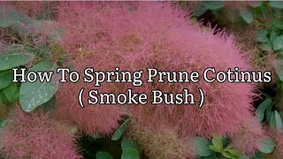 How To Prune  Rejuvenate Cotinus How To Prune Smoke Bush For Bigger Leaves [upl. by Atnaloj]