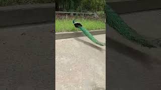 Beutiful peacock 🦚peacock birds cute peacock shorts viral [upl. by Torrie962]