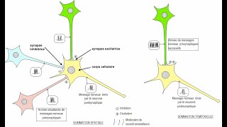 Synapse transmission synaptique du message nerveux et interactions avec les drogues [upl. by Hayyikaz]