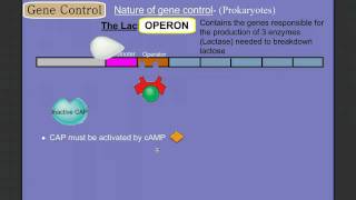 Gene Control Part 2 Prokaryotes The Operon [upl. by Claudius]