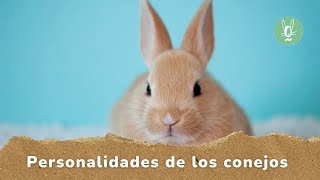 Cómo entender la personalidad de tu conejo 🐇  ¿Sabías que cada conejo tiene una personalidad [upl. by Atiuqa502]