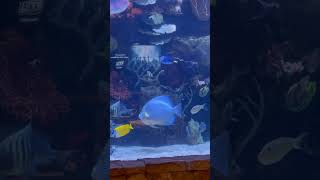 Giant Aquarium in Las Vegas [upl. by Pernas]