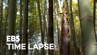 Bamboo Growing Up Timelapse [upl. by Cud]