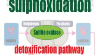 Salicylates and the sulphite connection [upl. by Lesig]