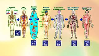 Chimie Naturelle Calcium  Soufre contre Virus  SYSTEME IMMUNITAIRE GAGNANT [upl. by Shewchuk627]