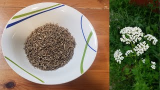 How To Harvest And Prepare Valerian Root For Use As Herbal Medicine [upl. by Inacana]