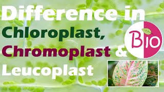 Difference in Chloroplast Chromoplast and Leucoplast by Simply The Best BIO [upl. by Rehttam22]