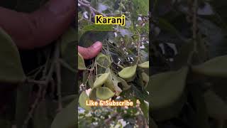 Botanical name Pongamia pinnata Family Fabaceae Hongay oil tree Indian beech tree Karanj [upl. by Ivy]