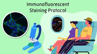 Immunofluorescent Staining Protocol [upl. by June681]