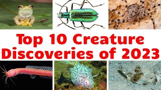 Top 10 Craziest Creature Discoveries of 2023 Silent Frogs GooShooting Geckos amp More [upl. by Oniram41]