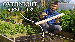 FREE Slug Control Trick Every Gardener Can Use Today [upl. by Lemrahs]