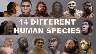 14 Human Species That Existed Before Us 2020  Explained [upl. by Libbey]