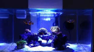 Fluval Edge 6G LPS Reef Tank [upl. by Rolandson]