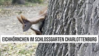 18102024 Berlin Scheues Eichhörnchen im Schlossgarten Charlottenburg [upl. by Roy]