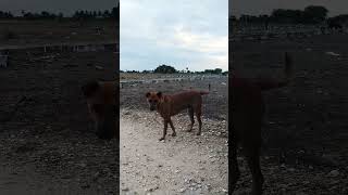 dog tamil trending shortvideo [upl. by Eitsirhc162]