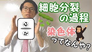 【中学理科】細胞分裂の過程～染色体とは？体細胞分裂とは？～ 22【中３理科】 [upl. by Alphonso]