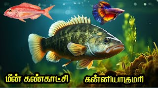 மீன் அருங்காட்சி🐟🐬🐠 கன்னியாகுமரி FISHE AGORIAM SKATOURISAM [upl. by Debera]