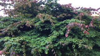 Persian ironwood Parrotia persica  tree  July 2018 [upl. by Egidio]