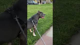 Bluenose Pitbull at Park [upl. by Kirven150]