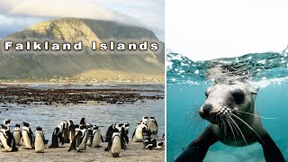 Falkland Islands  Story Of The Falklands Shorts [upl. by Schwerin]