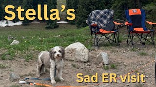 Stellas Emergency Vet Visit amp Exploring Silverton Train  Aussie Doodle Vlog [upl. by Dibru509]