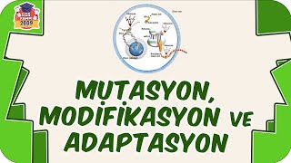 Mutasyon Modifikasyon ve Adaptasyon 🧬 8Sınıf Fen 2023LGS [upl. by Aicatsana434]