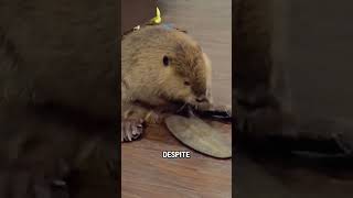 Little beaver’s house was demolished animals cuteanimal cute beavers [upl. by Lledraw]