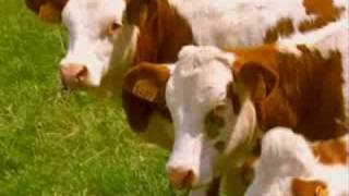 Comment léleveur choisitil ses vaches [upl. by Aleyam531]