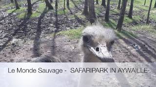 Le Monde Sauvage  SAFARIPARK IN AYWAILLE 20180407 [upl. by Schroeder806]