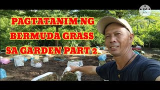 KAPINOYPAGTATANIM NG BERMUDA GRASS SA GARDEN PART 2 [upl. by Huang732]